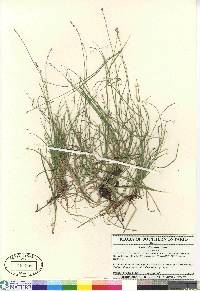 Carex disperma image