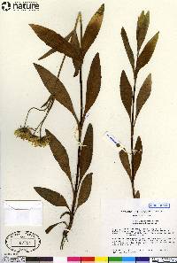 Arnica chamissonis image