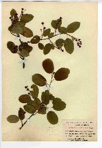 Amelanchier stolonifera image