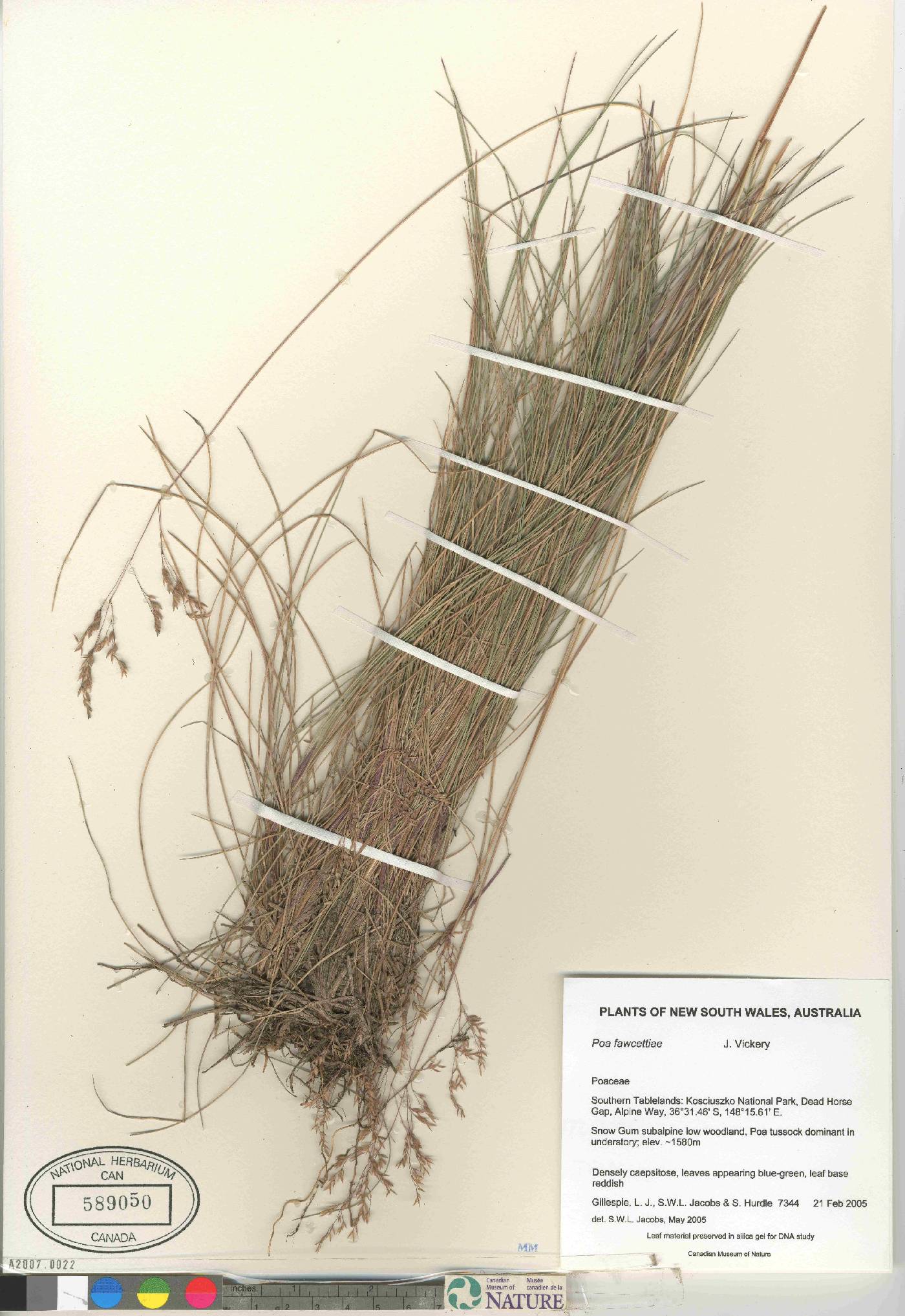 Poa fawcettiae image