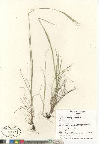 Elymus glaucus image