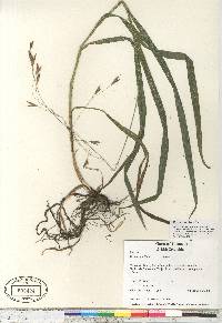 Bromus pacificus image