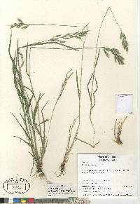 Bromus hordeaceus image