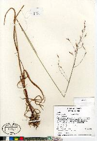 Bromus carinatus var. carinatus image