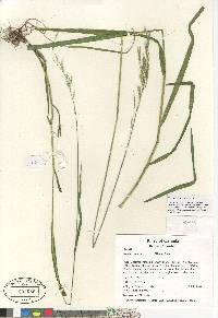 Bromus vulgaris image