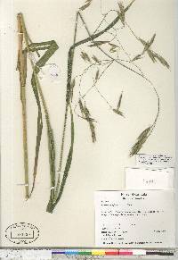 Bromus pacificus image