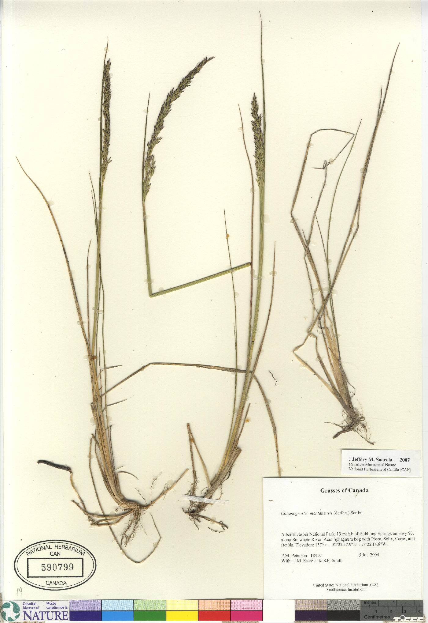 Calamagrostis montanensis image