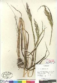 Calamagrostis canadensis var. langsdorffii image