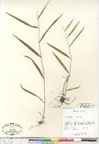 Cinna latifolia image