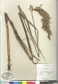 Calamagrostis emodensis image