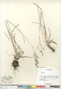 Poa arctica image