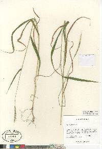 Elymus glaucus image