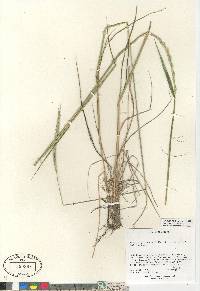 Elymus trachycaulus subsp. subsecundus image