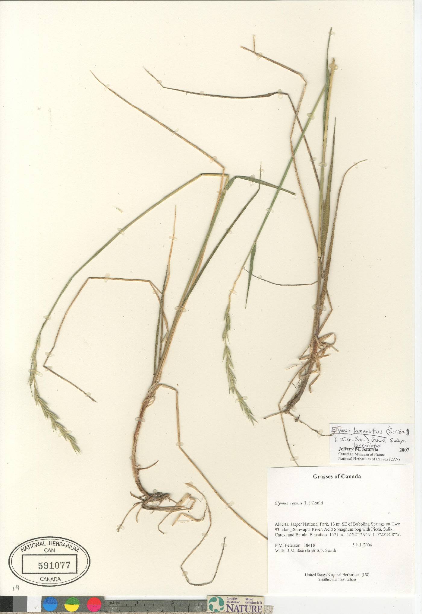 Elymus lanceolatus subsp. lanceolatus image