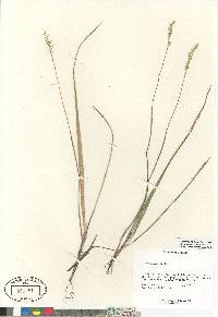 Oryzopsis asperifolia image