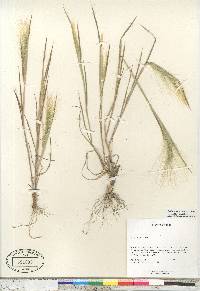 Hordeum jubatum subsp. jubatum image