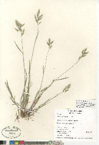 Bromus hordeaceus image