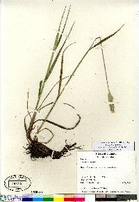 Alopecurus pratensis image