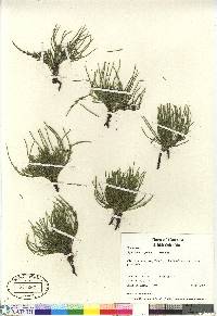 Equisetum scirpoides image