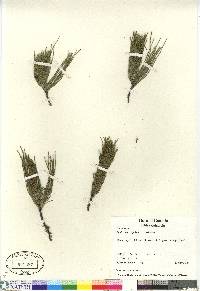 Equisetum scirpoides image