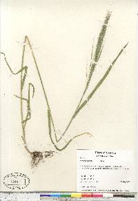 Bromus diandrus image