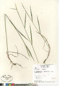 Elymus glaucus image