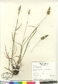 Anthoxanthum odoratum image