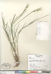 Hordeum jubatum subsp. intermedium image