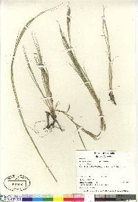 Distichlis spicata var. spicata image