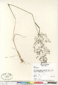 Agrostis capillaris image