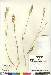 Distichlis spicata var. spicata image