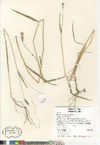 Hordeum brachyantherum subsp. brachyantherum image