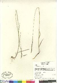 Agrostis capillaris image