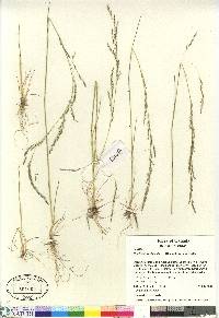 Deschampsia elongata image