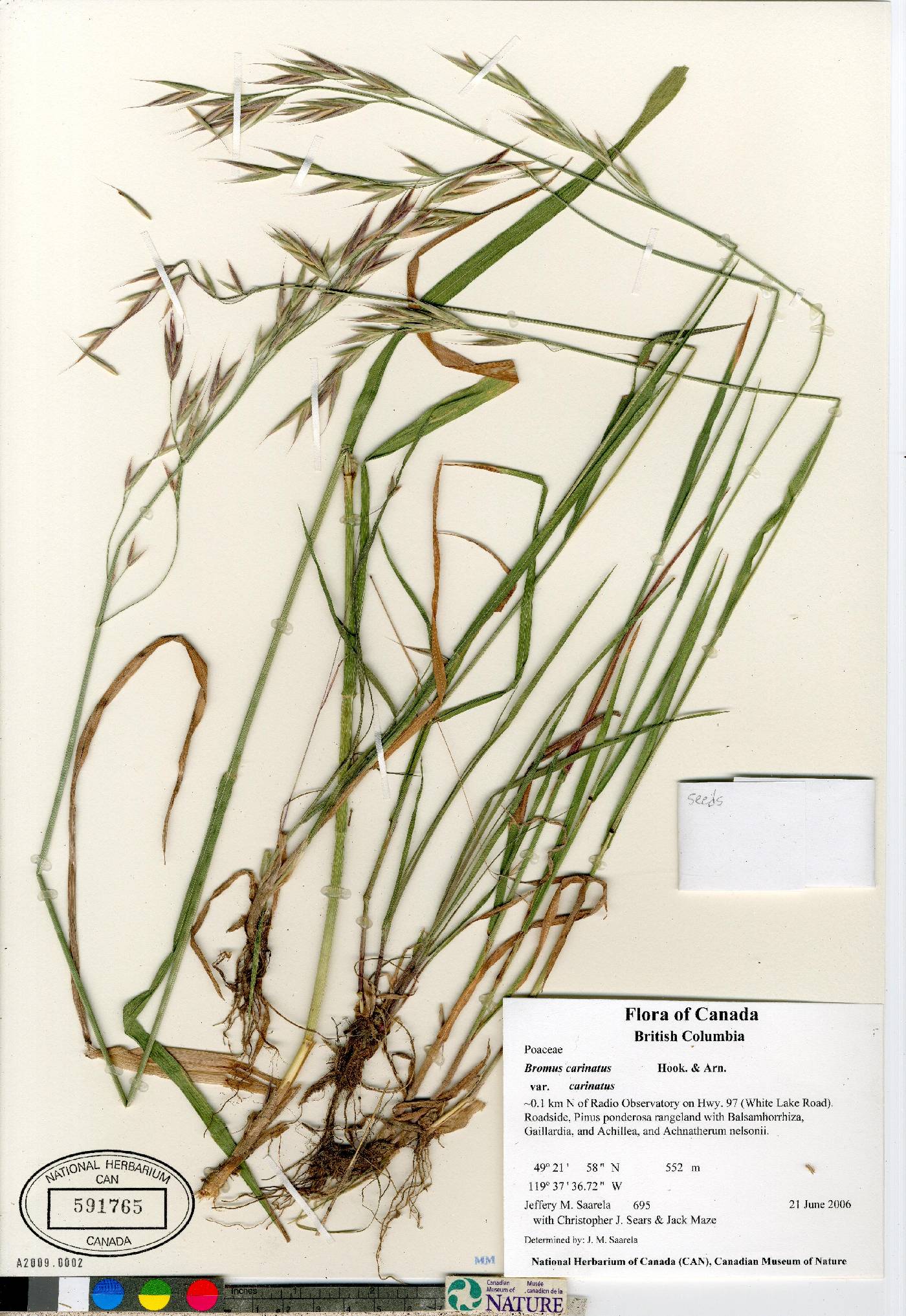 Bromus carinatus var. carinatus image