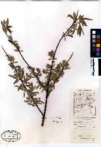 Salix petiolaris image