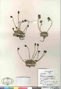 Papaver radicatum image