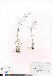 Draba albertina image