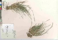 Muhlenbergia richardsonis image