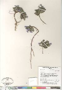 Phlox hoodii image