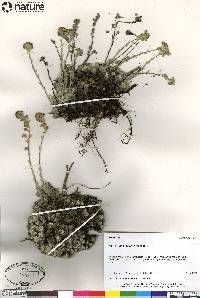 Artemisia senjavinensis image