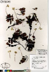 Saxifraga tricuspidata image