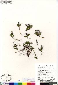 Salix arctica image