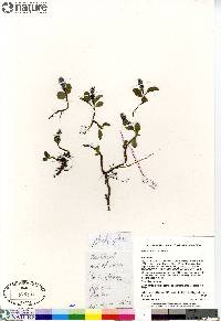 Salix arctica image