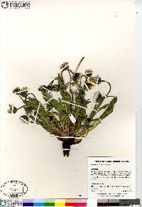 Taraxacum ceratophorum image