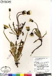 Taraxacum ceratophorum image