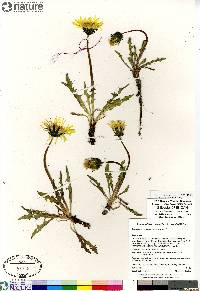 Taraxacum ceratophorum image