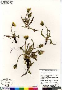 Taraxacum ceratophorum image