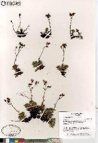 Saxifraga tricuspidata image