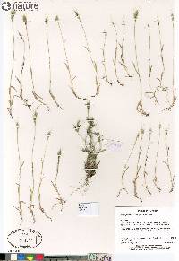 Brachypodium distachyon image